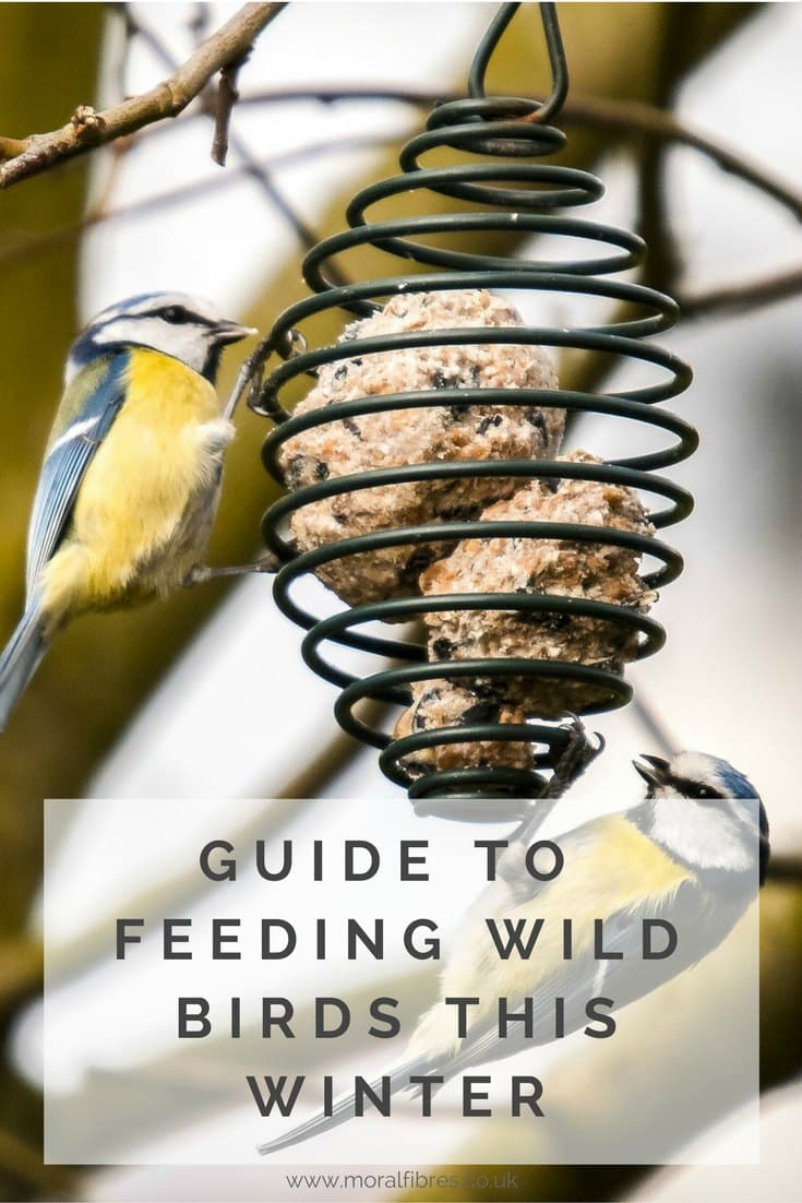 how to feed garden birds