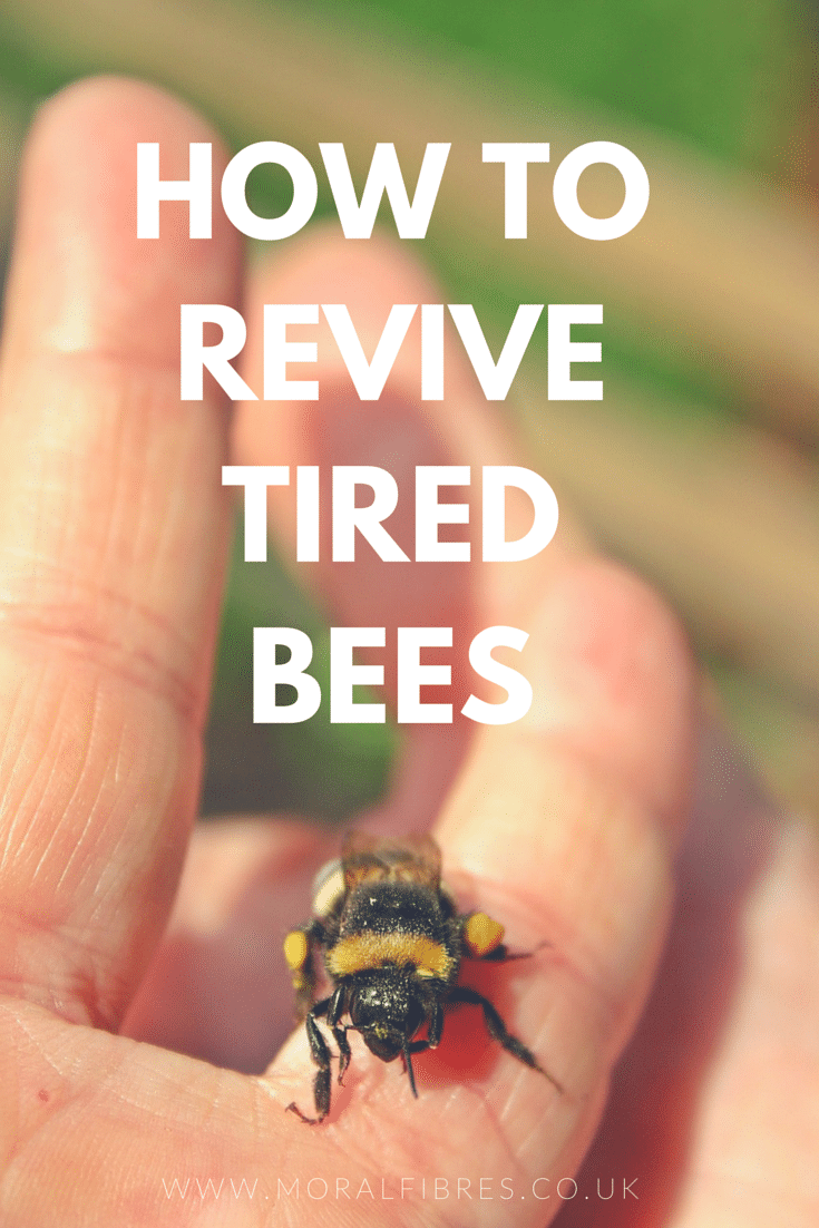 how to revive tired bees