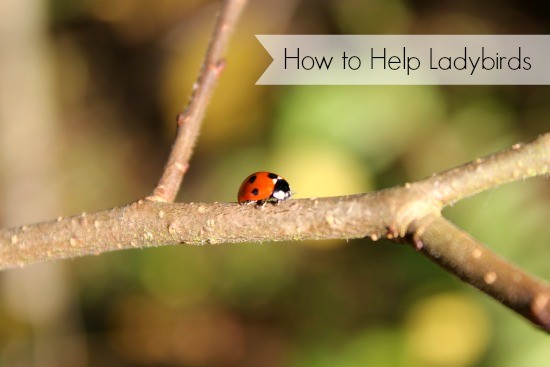 how to help ladybirds
