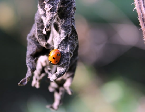 ladybirds in decline - how to help them