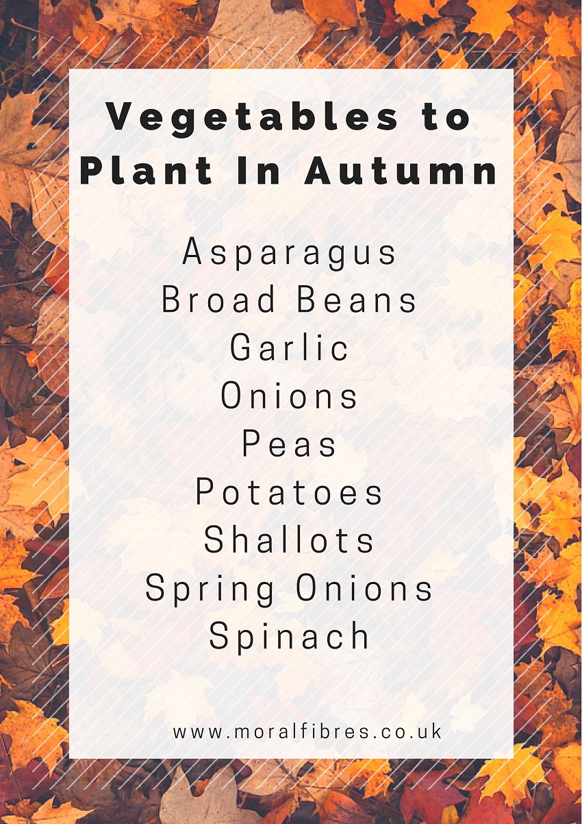 vegetables to plant in autumn