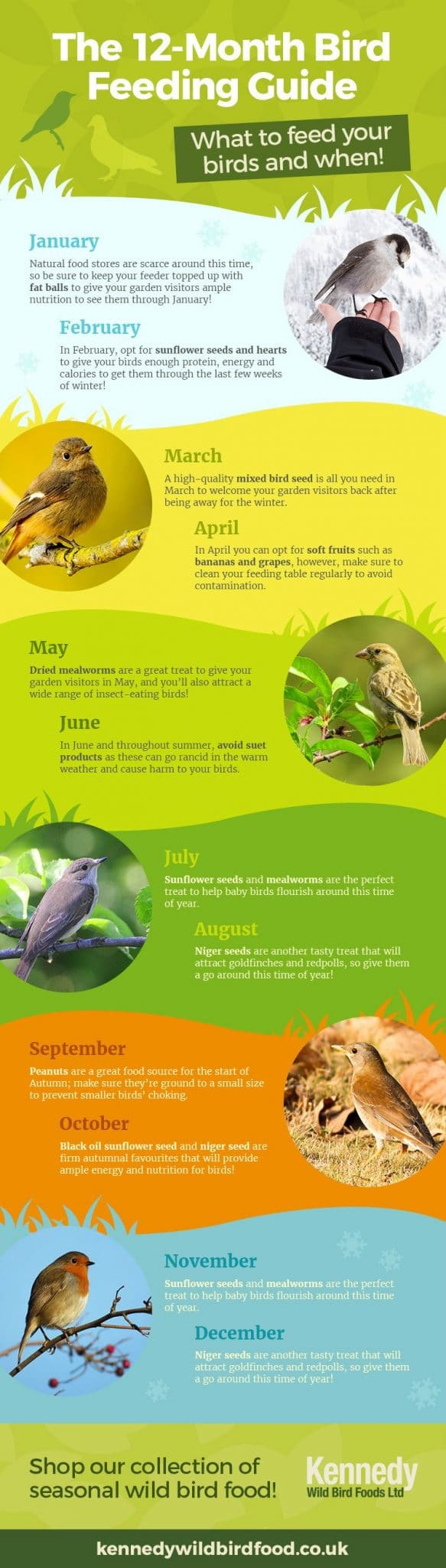 all year round bird feeding guide