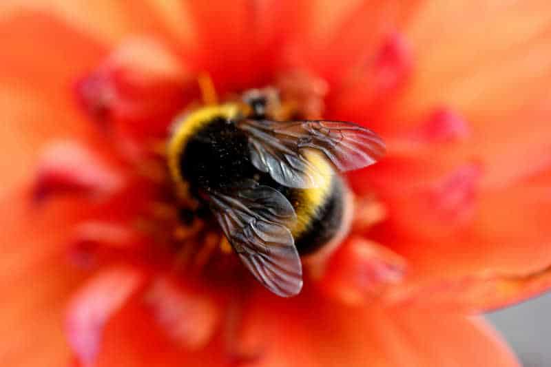 tips for reviving tired bees