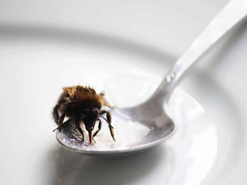 How To Revive Tired Bees With Sugar Water: 2024 Guidance