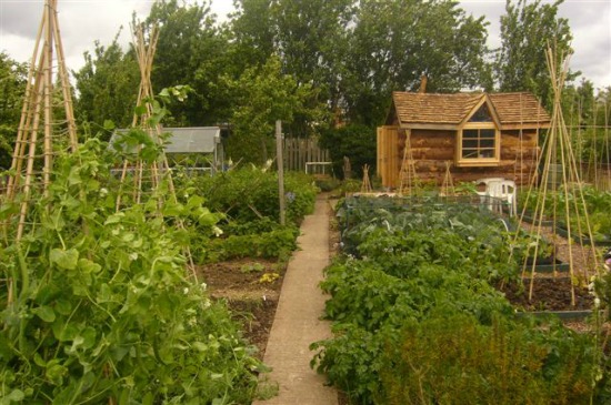 traditional allotment
