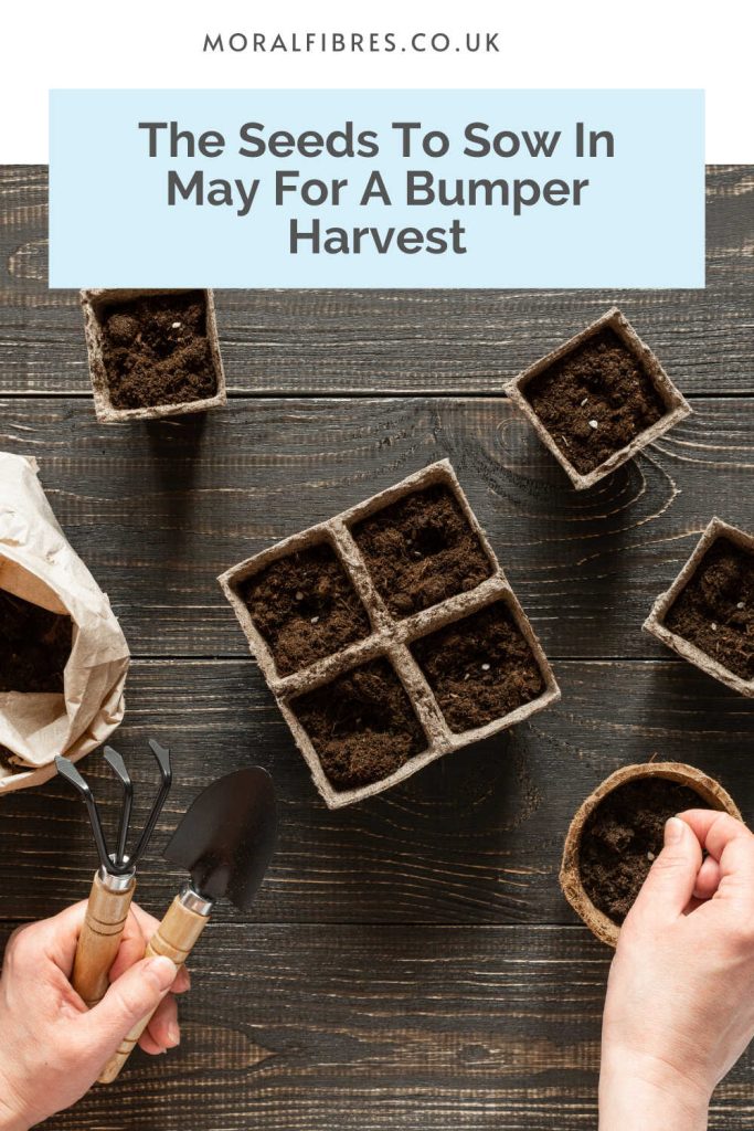 Person sowing seeds with blue text box that says the seeds to sow in May for a bumper harvest.