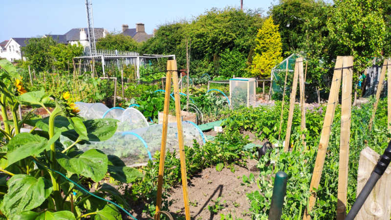 Allotments bursting with produce