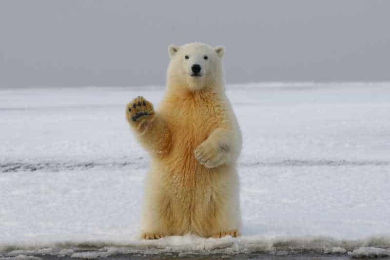 A polar bear standing on ice, for Internatlonal Polar Bear Day - an environmental awareness day to raise awareness around polar bear conservation.