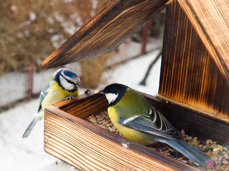 Garden birds eating seed in winter.