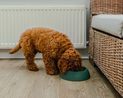 Dog eating from a recycled plastic dog food bowl - one of the many eco-friendly dog products available.