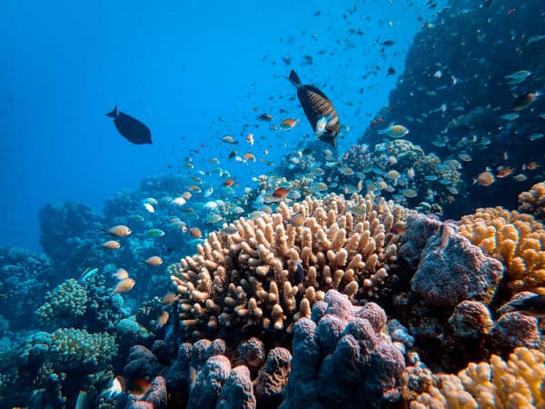 One of the coral reefs that Reef World Foundation, a marine conservation charity, are seeking to protect.