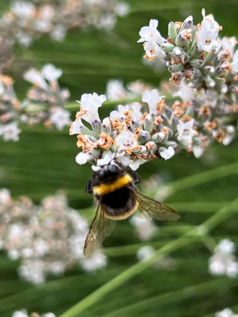 12 Best Bee-Friendly Plants For Buzzing UK Gardens