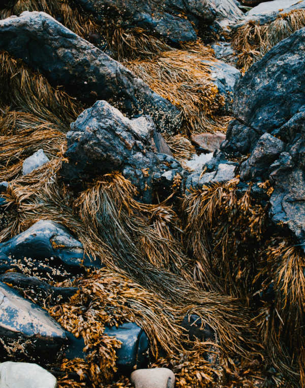 Seaweed on rocks