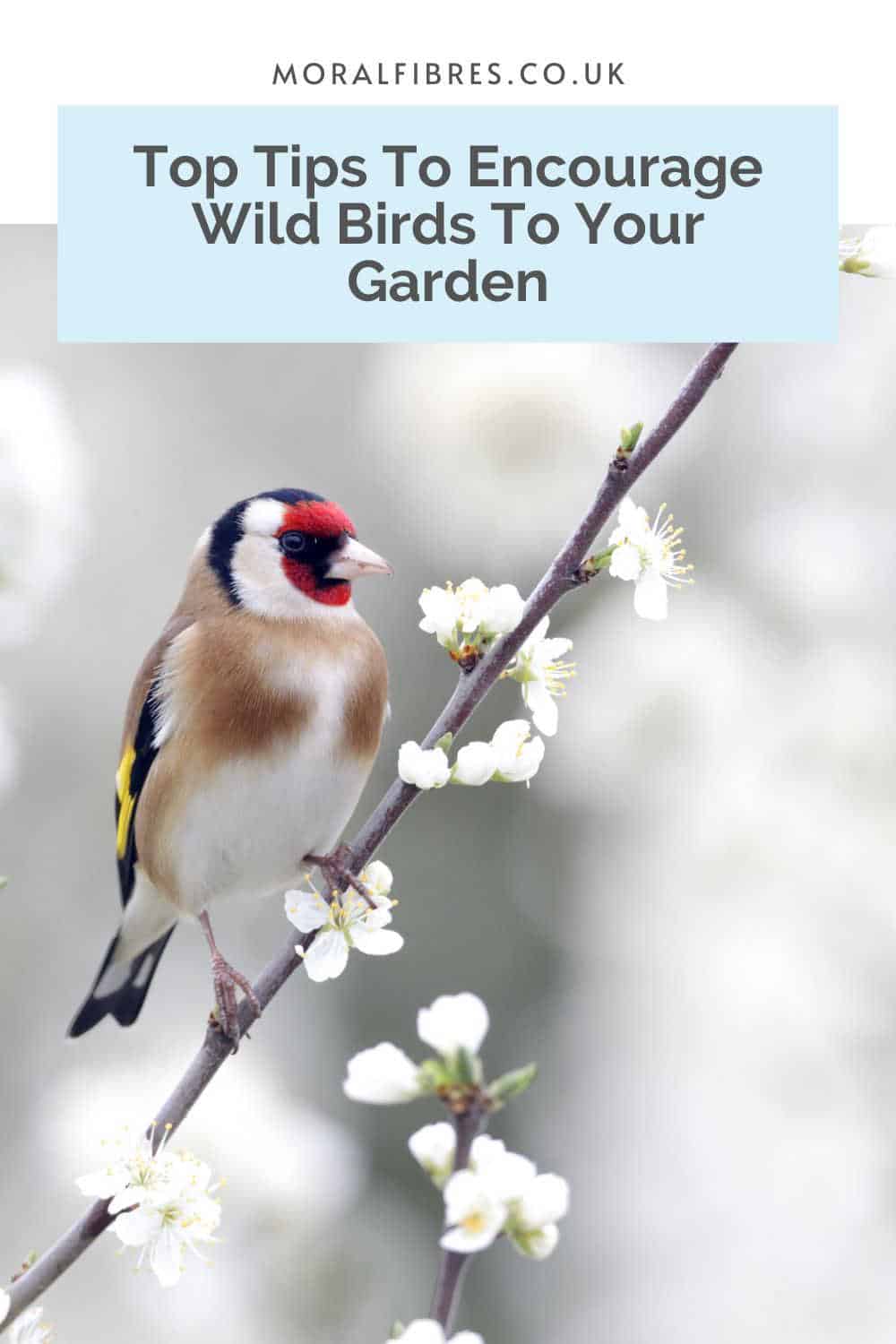 A goldfinch sitting on a branch with a blue text box that reads top tips to attract wild birds to your garden.