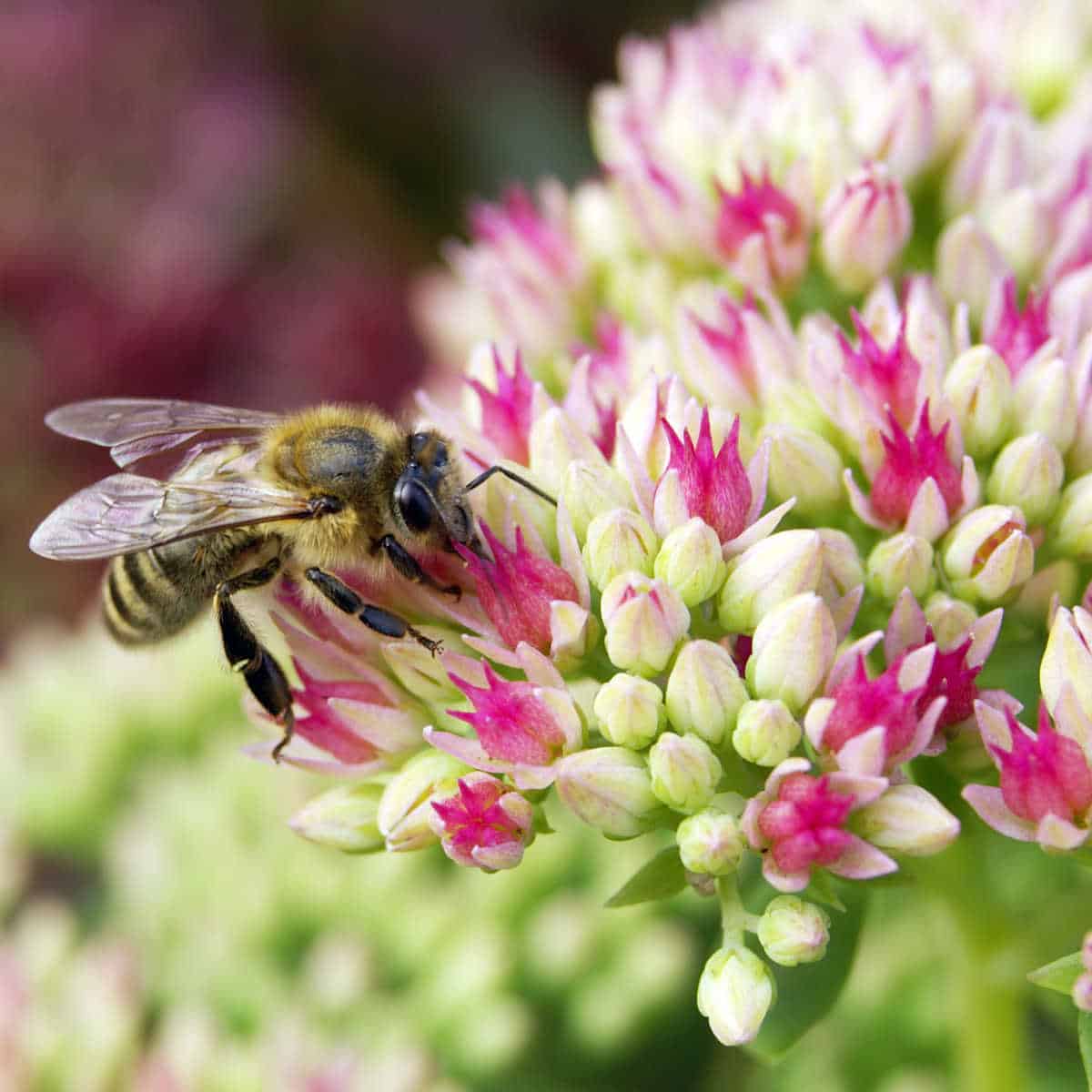 bee on pink and white flowers