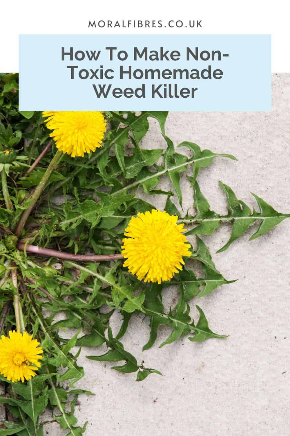 Dandelions on a patio with a blue text box that reads how to make a homemade weed killer recipe