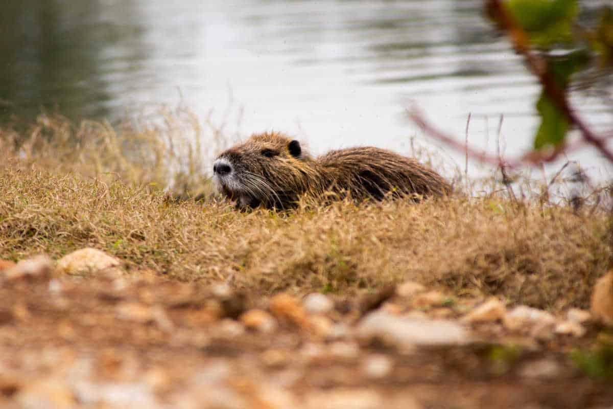 Beaver resting on a river bank