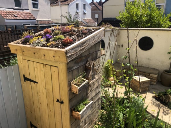 Green roof on a small garden shed