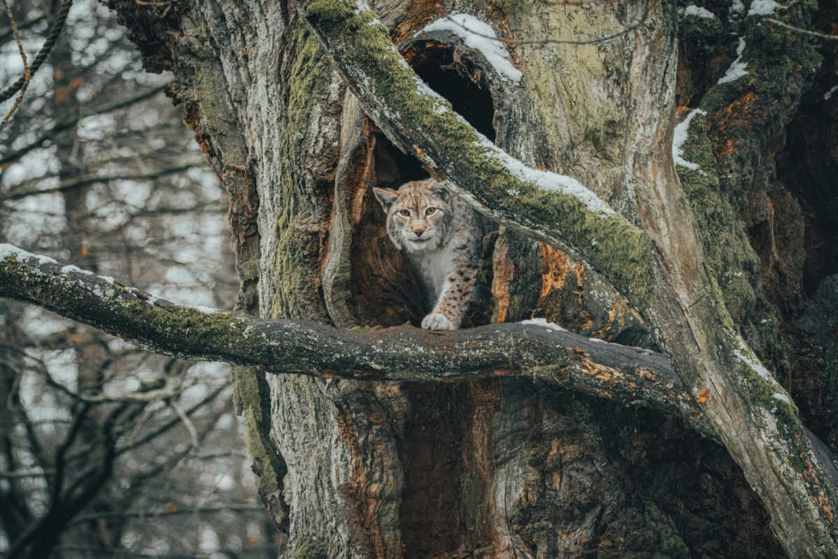 A lynx on a snowy tree branch