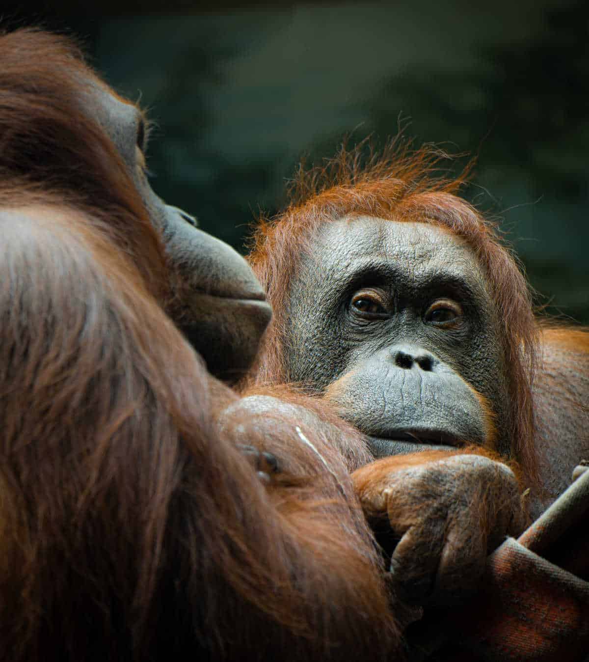 Two orangutans sitting beside each other.