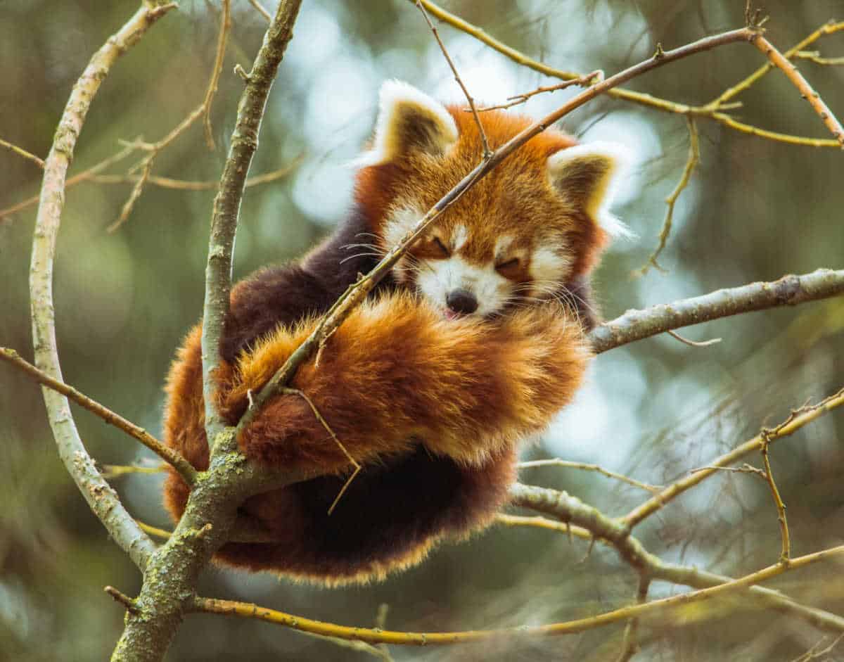 Red panda sleeping in a tree