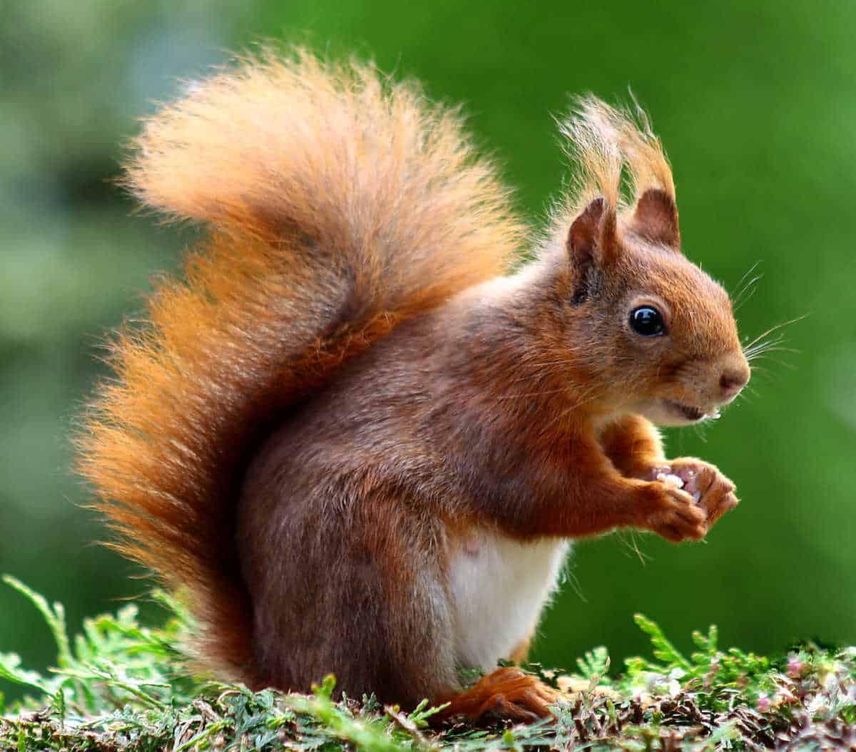 Red squirrel on moss eating a nut