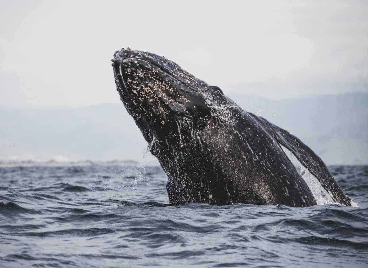 A whale lifting its head out of the ocean