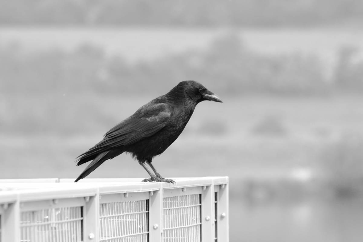 Black crow on a white railing
