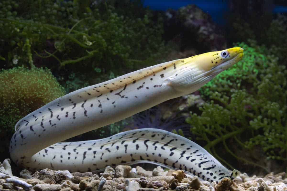 Eel swimming underwater