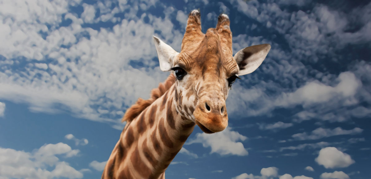 Photo of a giraffe head against a cloudy blue sky