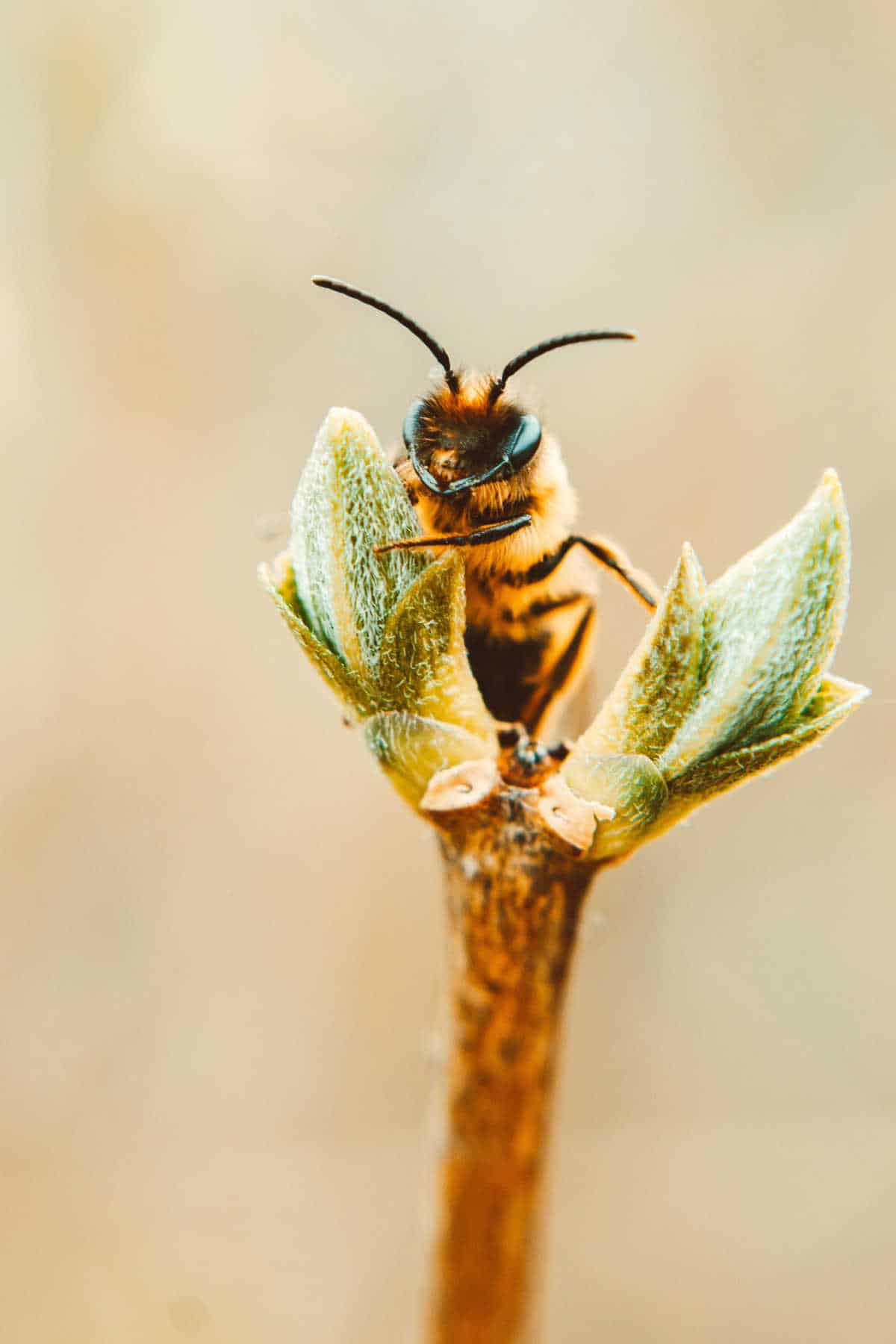 Honey bee on the bud of a plant