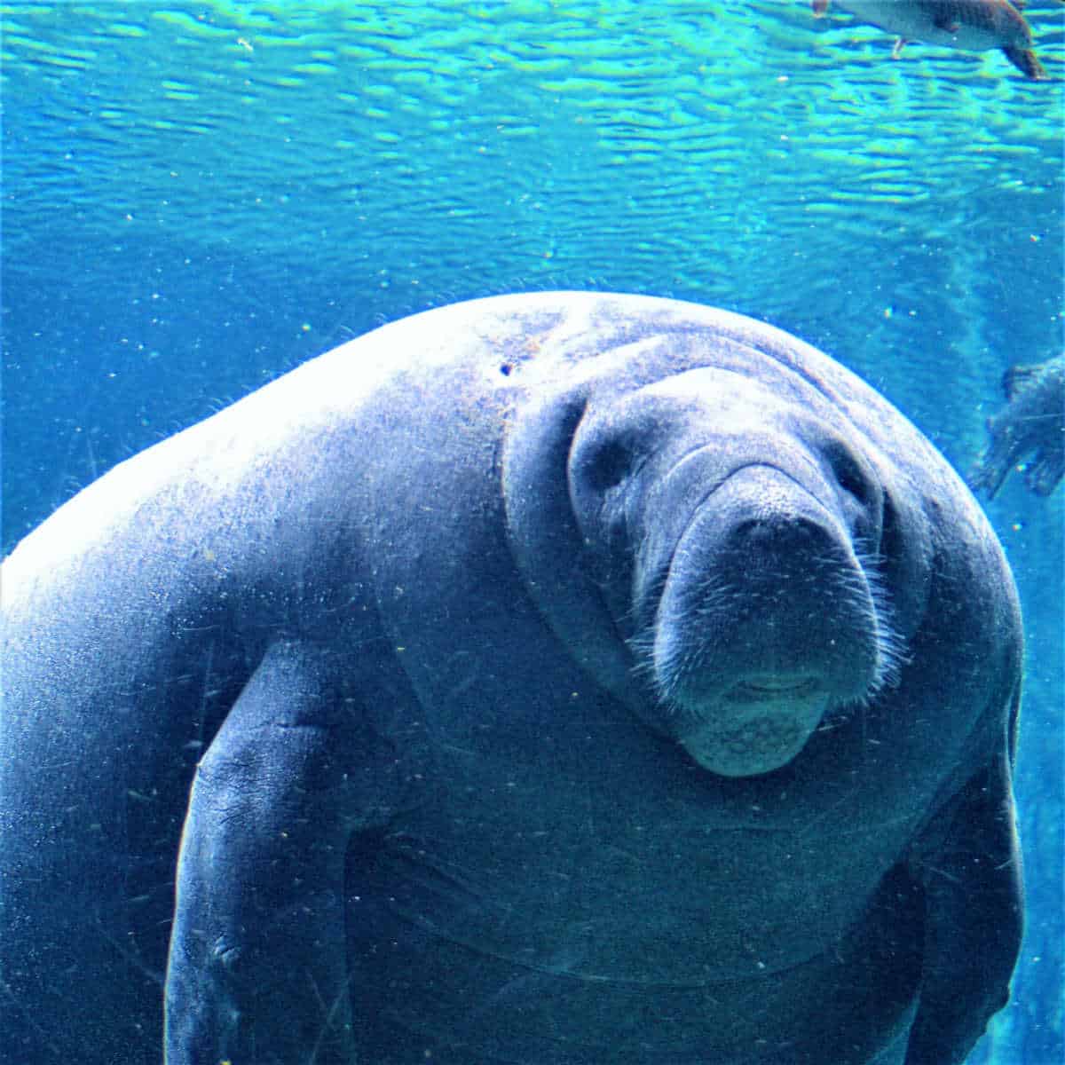 Large manatee in water