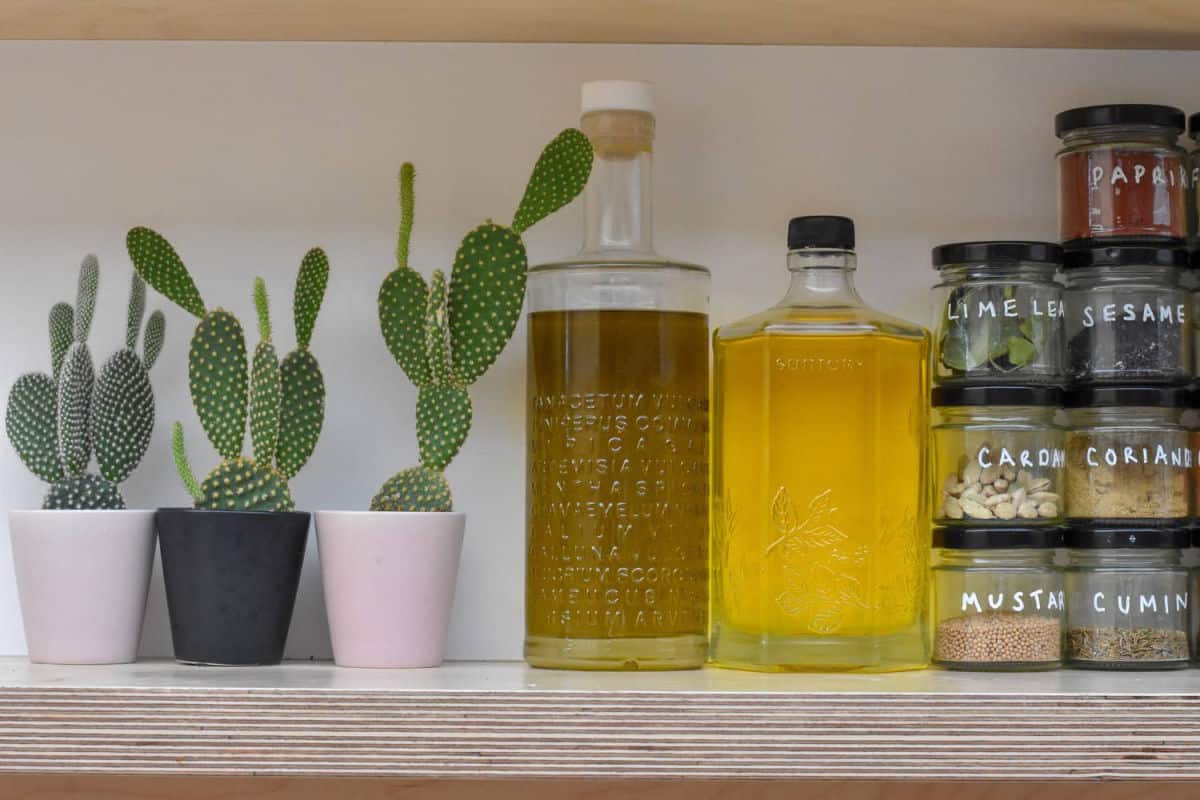 Old gin bottles filled with olive oil refills, next to spice jars and three cacti plants