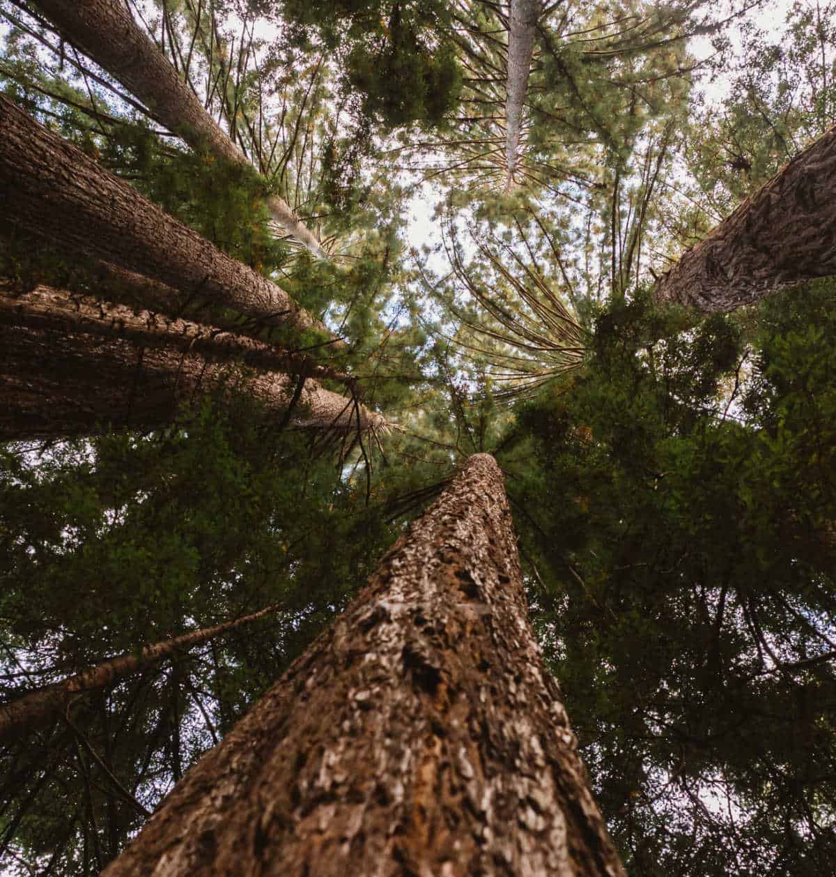 Looking up a giant redwood tree